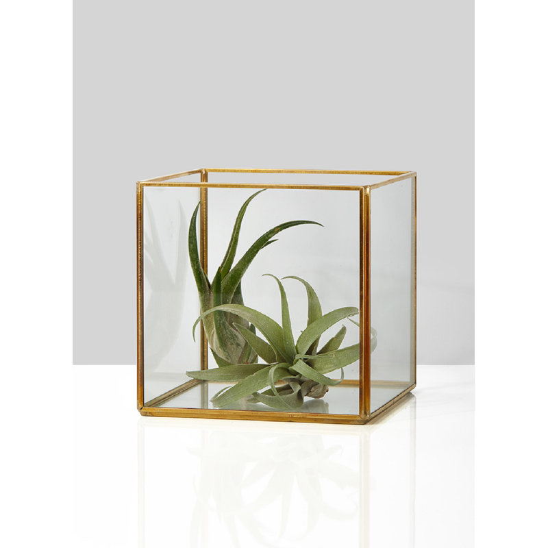 5'' H Glass Lantern
