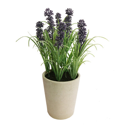 Lavender Arrangement in Pot
