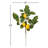 20'' Salal Leaf Lemon Plant