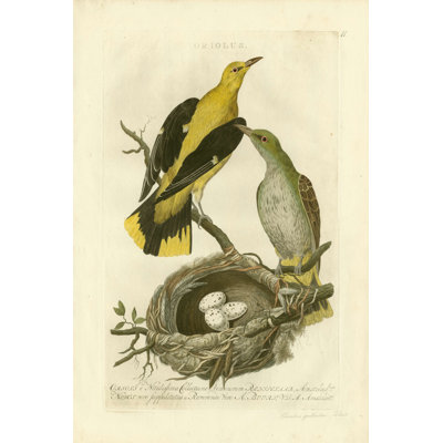 Nozeman Birds & Nids II