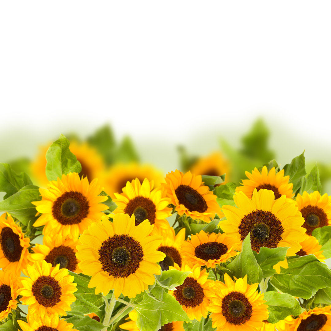 Helles Sonnenblumenfeld - Foto auf Leinwand