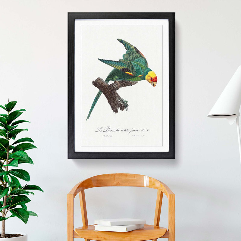 Yellow-Crowned Parakeet by F. Levaillant - Picture Frame Graphic Art Print, 65cm H x 48cm W x 2cm D, Black Framed