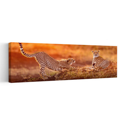Cheetahs in Golden Light 1 Piece Wrapped Canvas Panoramic Wall Art