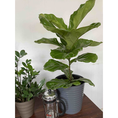 Syrna Fiddle Leaf Fig (Ficus Lyrata) Live Floor Plant In Pot