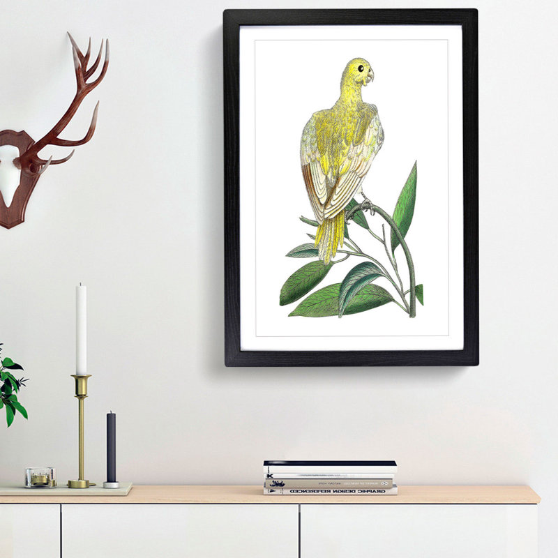 Yellow Parakeet by George Shaw - Framed Print, 48cm H x 36cm W x 2cm D, Black Framed