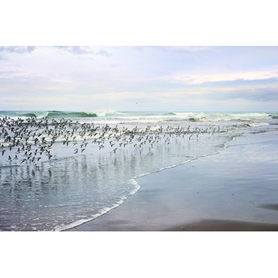 " Sea Birds " by Sylvia Cook