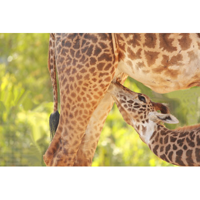 Girafe veau par Camacho9999