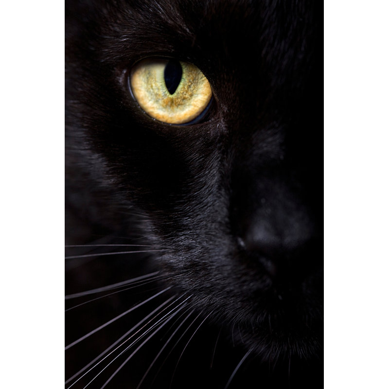 Black Cat by D-Keine - Wrapped Canvas Print, 91cm H x 61cm W x 3.8cm D