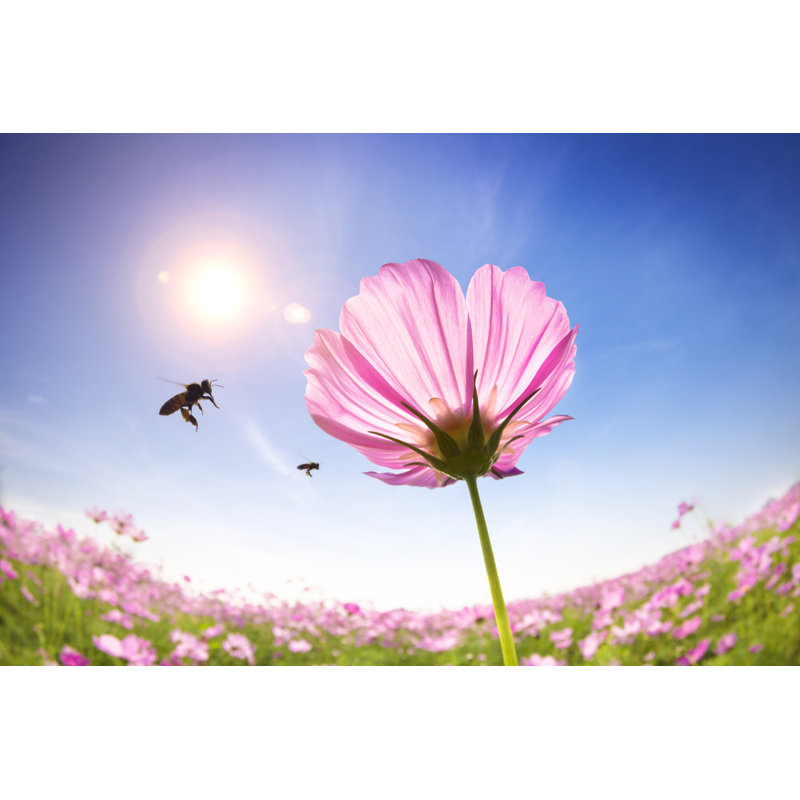 Bee And Daisies by Tomwang112 - Wrapped Canvas Print, 30cm H x 46cm W x 3.8cm D