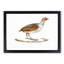Olive Partridge Illustration by John Edward Gray - Picture Frame Painting Print-55581373-55581374