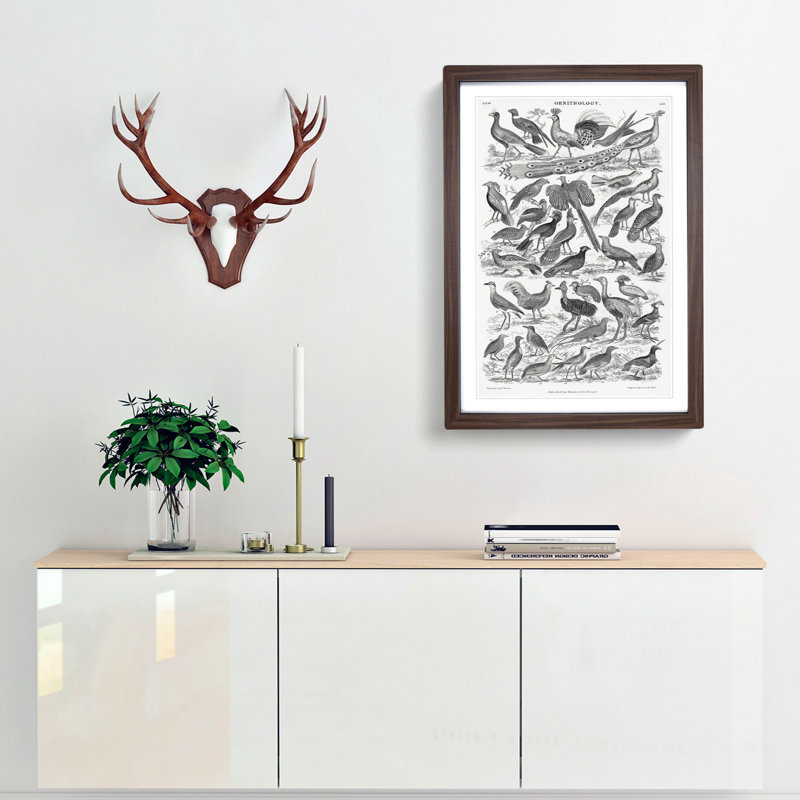 Ornithology Study of Birds LXX by Oliver Goldsmith - Picture Frame Drawing Print, Walnut Framed, 87cm H x 62cm W x 2cm D