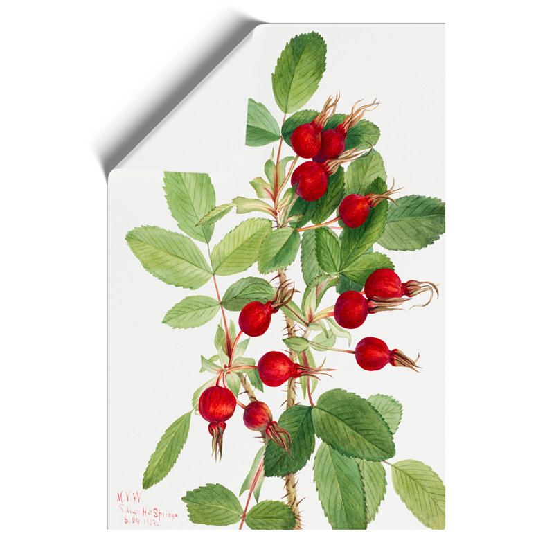 Bourgeau Rose Vol.2 by Mary Vaux Walcott - No Frame Painting, 30cm H x 21cm W x 0.1cm D