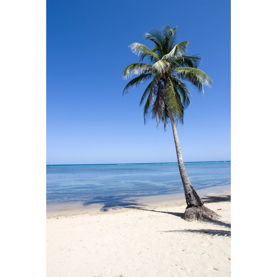 Beach Palm von Dstephens - Leinwandbild