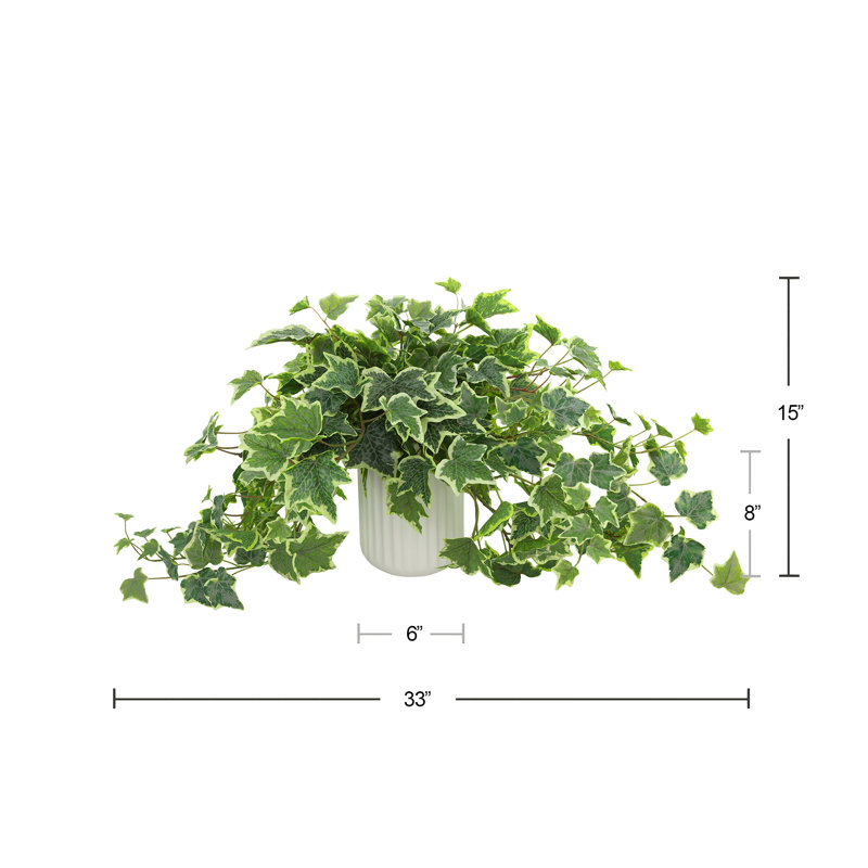 Variegated Ivy in Ribbed Ceramic Vase