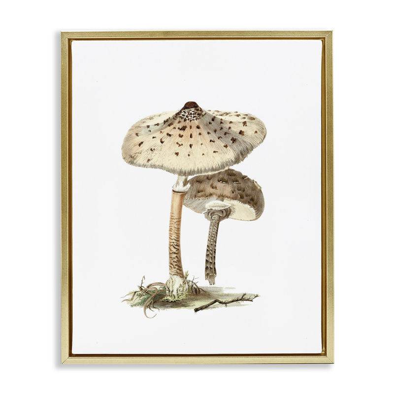 «Neutral Brown Mushroom», art mural encadré flottant par lettré et doublé, Cadre flottant métallique doré, H 21 po x l 17 po