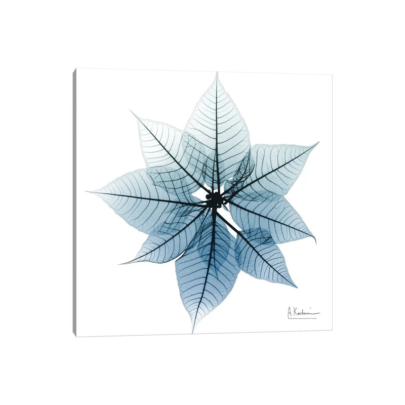 Iced Poinsettia I by Albert Koetsier - Wrapped Canvas Print, 30.48 cm H x 30.48 cm W