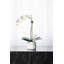 Orchid Floral Arrangements in Planter-1386111478