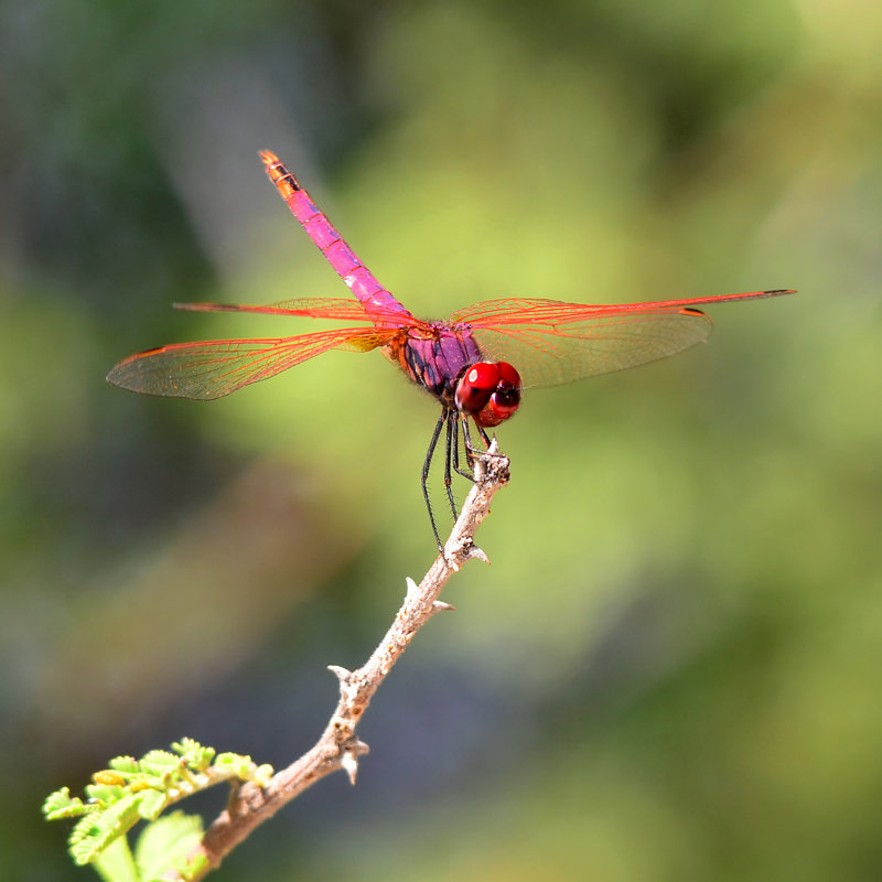 Celise Red Dragonfly - Wrapped Canvas Print, 91cm H x 91cm W x 3.8cm D