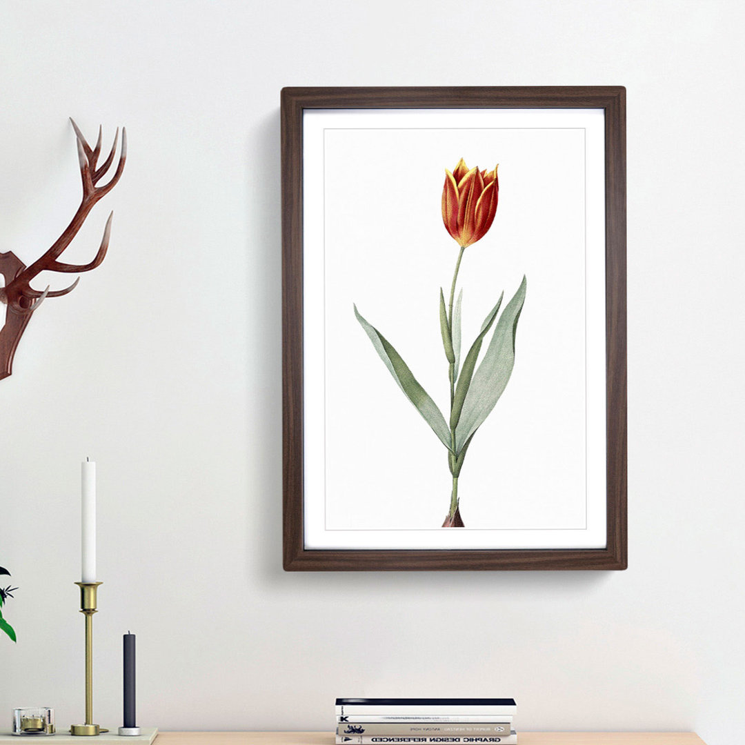 Tulip Flower by Pierre-Joseph Redoute - Framed Print