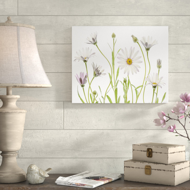 " Cape Daisies ", 16" H x 20" W x 1.5" D