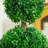 Zeigler 23.6'' H Artificial Boxwood Topiary Tree