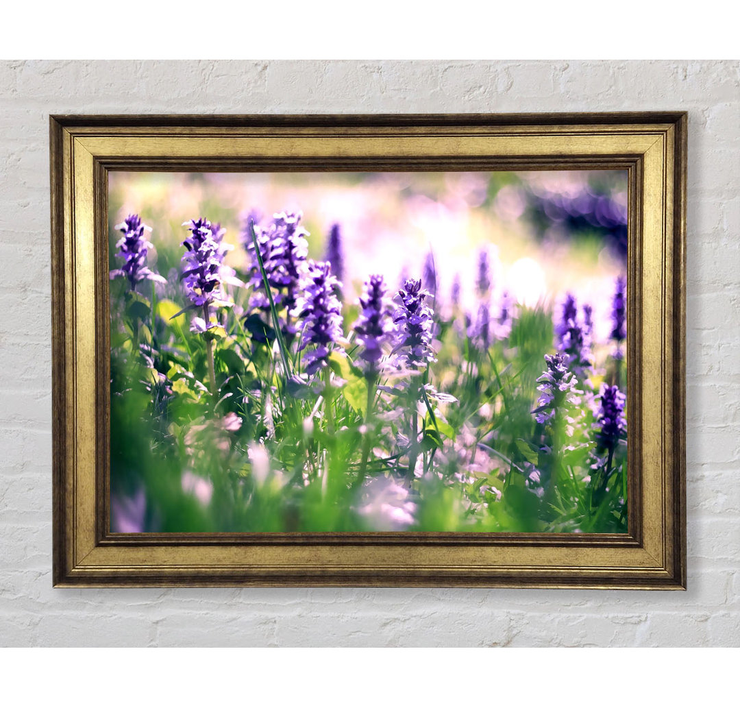 Lupine Blumen - Druck