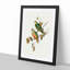 Ewing's Fruit Pigeons by Elizabeth Gould - Picture Frame Painting Print-55535896-55535901