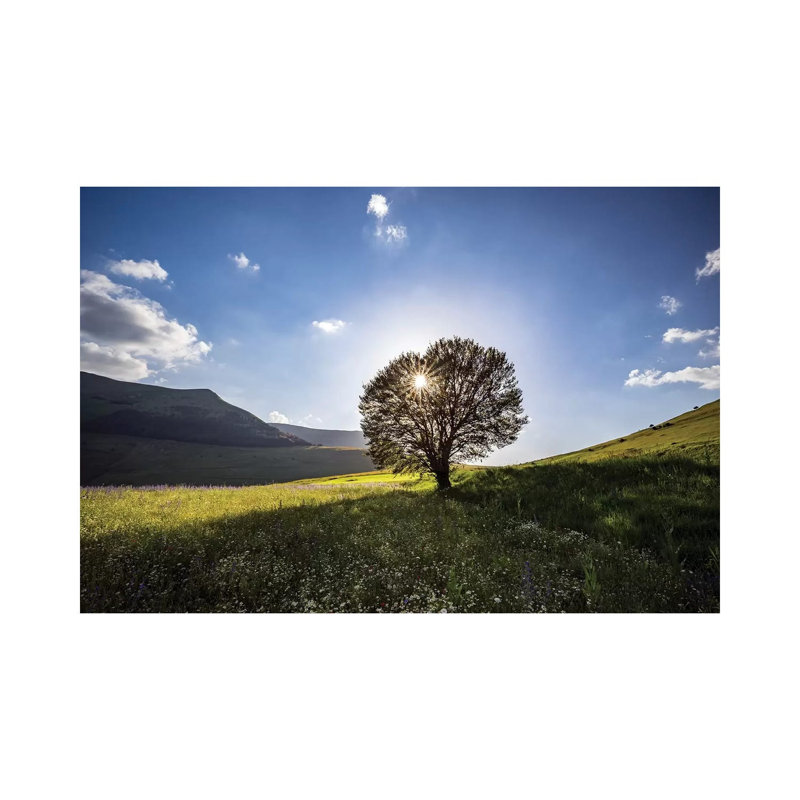 Italy, Castelluccio, Piano Grande. Backlit Tree At Sunset. by Jaynes Gallery - Wrapped Canvas Print