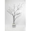 Plancher Manzanita en pot-234078347-234078346