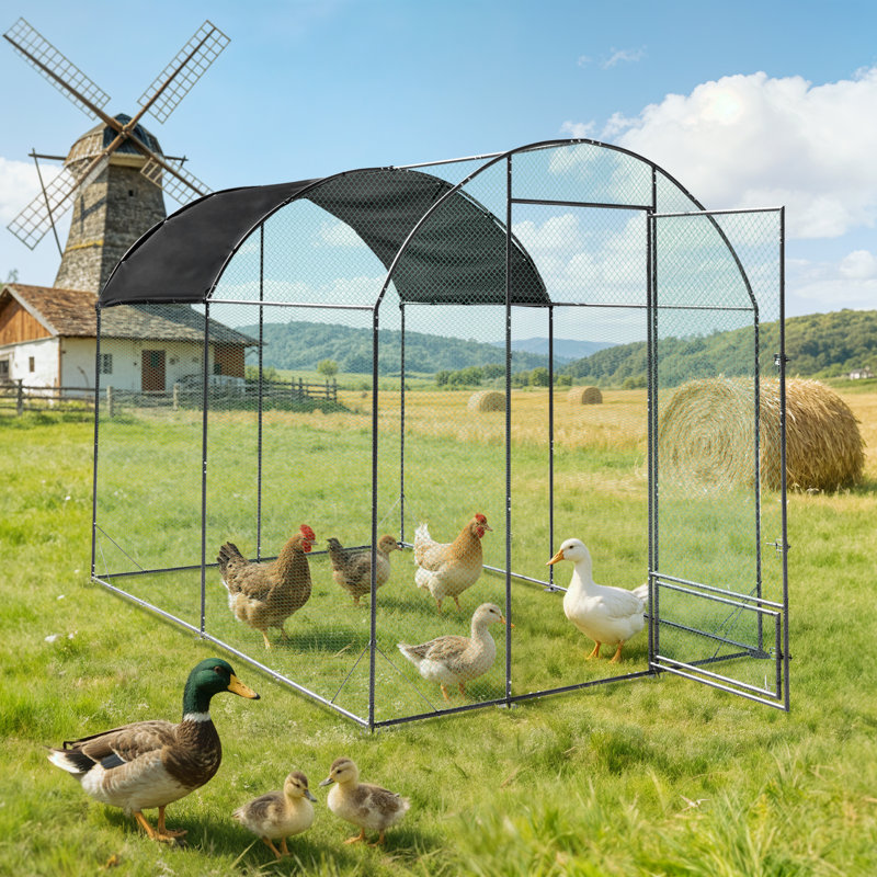 Walk In Chicken Run