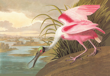 «Spatule rosée» par John James Audubon, reproduction d'art, H 20 po x l 30 po x P 0,5 po