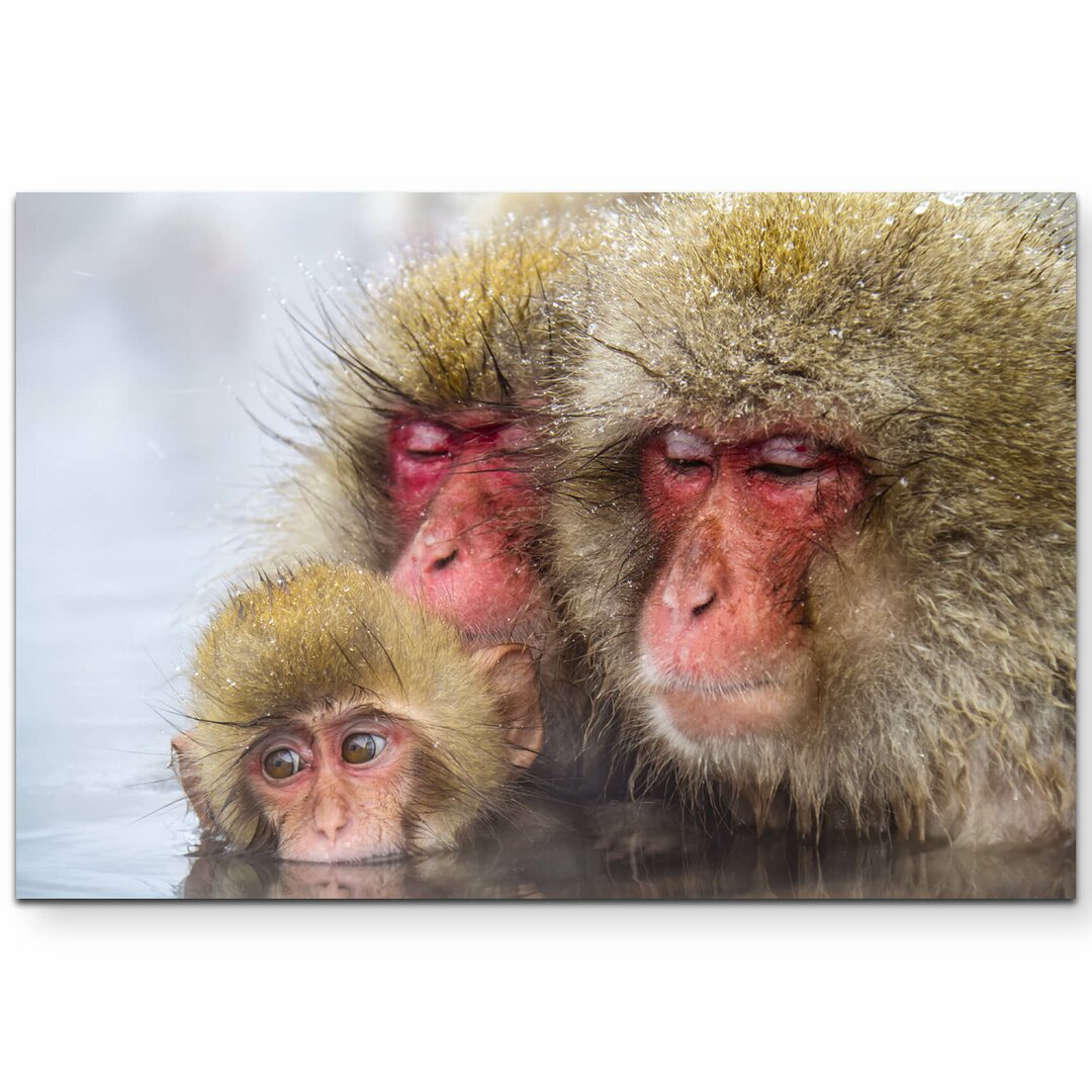 Leinwandbild Snow Monkeys