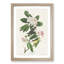 Canada Warbler Birds by John Audubon - Picture Frame Painting Print-55513712-55513713