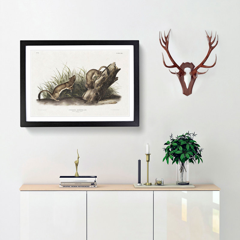 White Weasels by J.W. Audubon - Framed Print, Black Framed, 48cm H x 65cm W x 2cm D