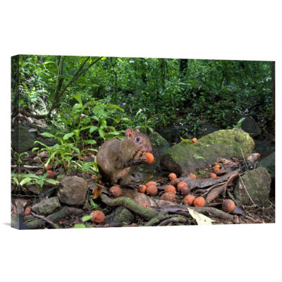 Agouti Feeding On Seeds, Barro Colorado Island, Panama - Single Picture Frame Photograph on Framed Canvas