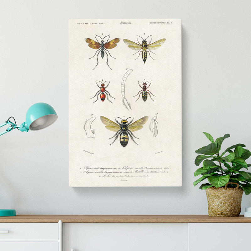 Insect Illustrations PL. 5 by Charles D Orbigny - Wrapped Canvas, 76cm H x 50cm W x 3cm D