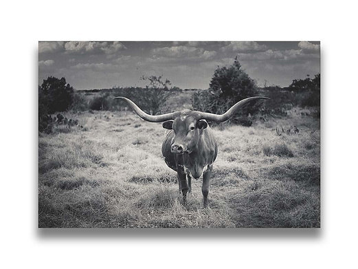 Texas Longhorns by Kelly Wade (black & white) box board.