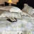 Floral Double-Layer Crinkle Cotton Duvet Cover Set-124974149-124974144