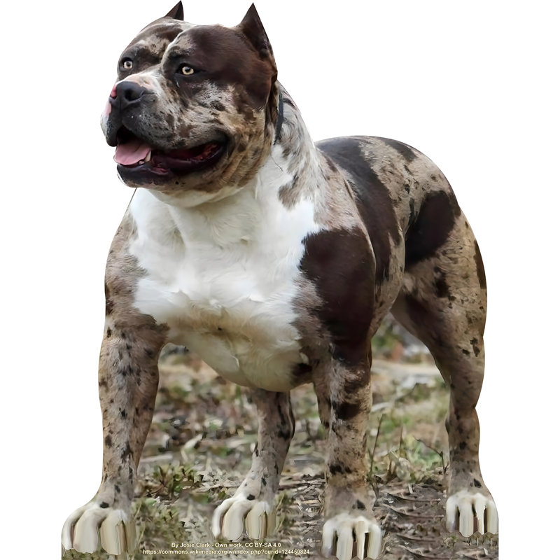 Découpe en carton pour chien chiot 36 po