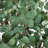 13ft. Artificial Eucalyptus Tree