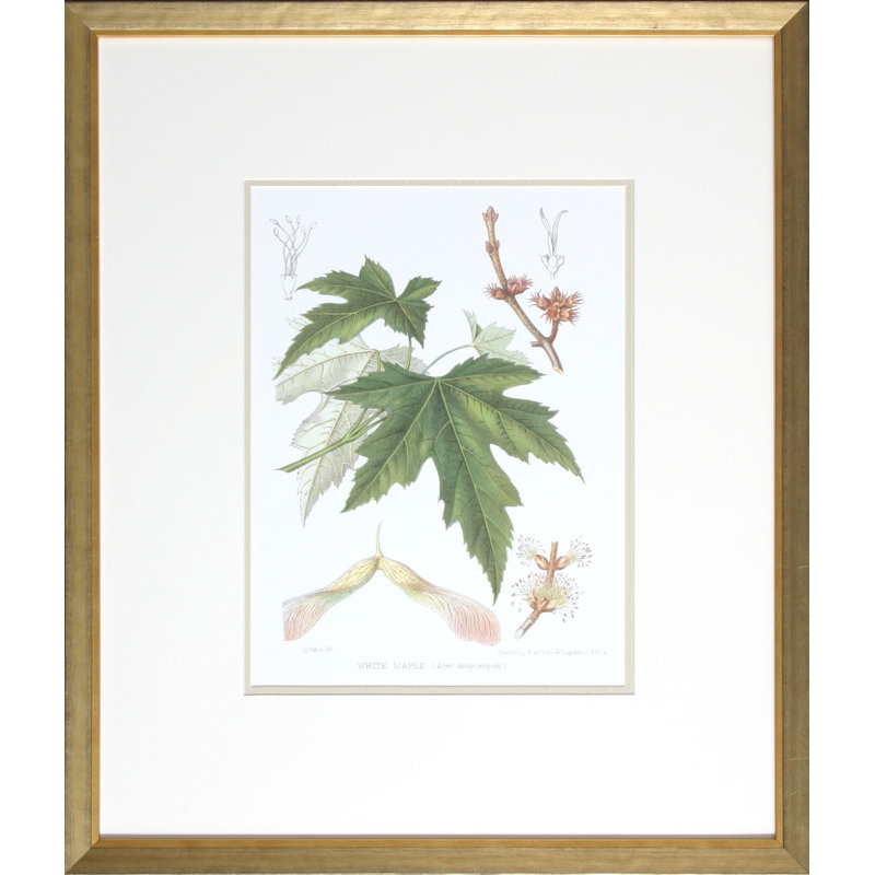 Antique White Maple Print by Linden