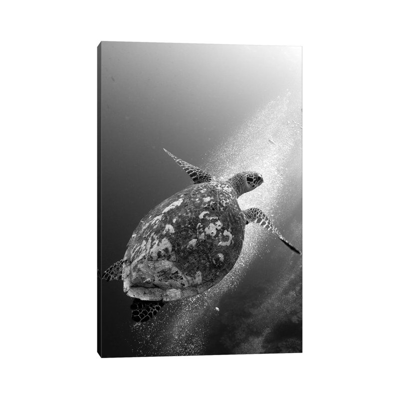 Hawksbill Turtle Ascending Against A Colony Of Bubbles by Steve Jones - Wrapped Canvas Print, 20.32 cm H x 30.48 cm W
