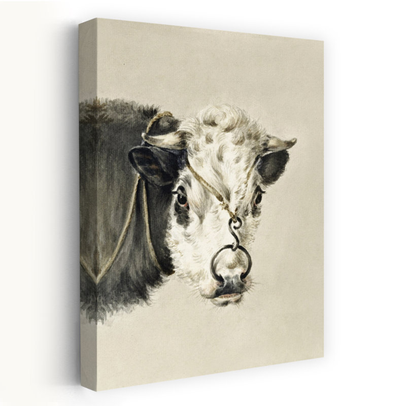 Tête de vache avec un anneau à travers le nez, H 36 po x l 24 po