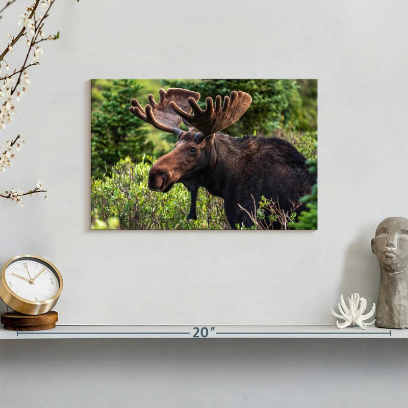 Brampt Wild Bull Moose, 8" H x 12" W