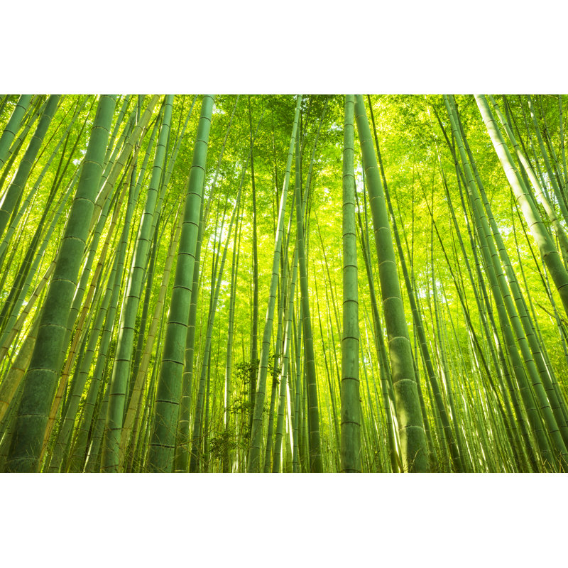 Bamboo forest 1 Piece Wrapped Canvas Wall Art, 81cm H x 122cm W