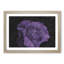 Lone Purple Rose - Picture Frame Graphic Art Print-56860040-56860039