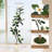 Rubber Tree Artificial Tree In White Planter Pot-111312800