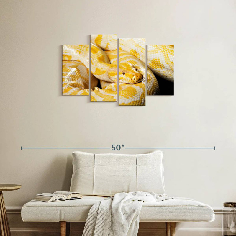 Brampt Albino Burmese Python, 22" H x 36" W
