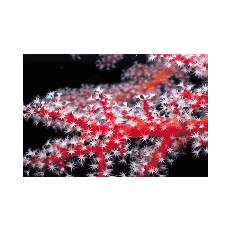 Red Gorgonian Coral by Unknown Artist - Wrapped Canvas Print, 20.32 cm H x 30.48 cm W