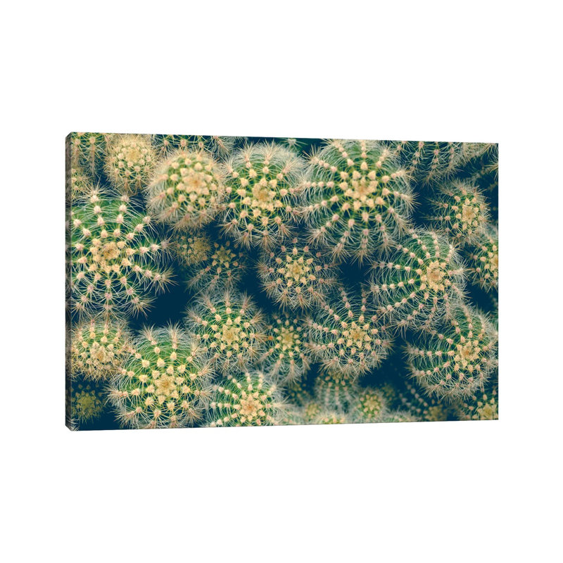Cactus by Olivia Joy StClaire - Wrapped Canvas Print, 20.32 cm H x 30.48 cm W
